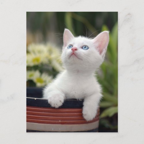 Turkish White Kitten Postcard