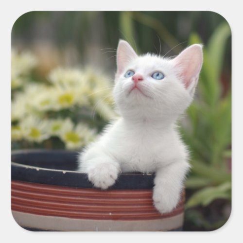 Turkish White Kitten Square Sticker