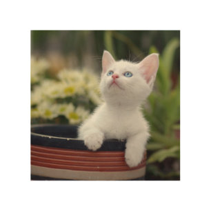 Turkish White Kitten Wood Wall Decor