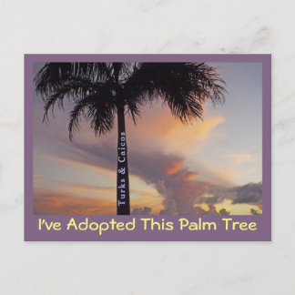 TURKS AND CAICOS POSTCARD/"I'VE ADOPTED PALM TREE POSTCARD