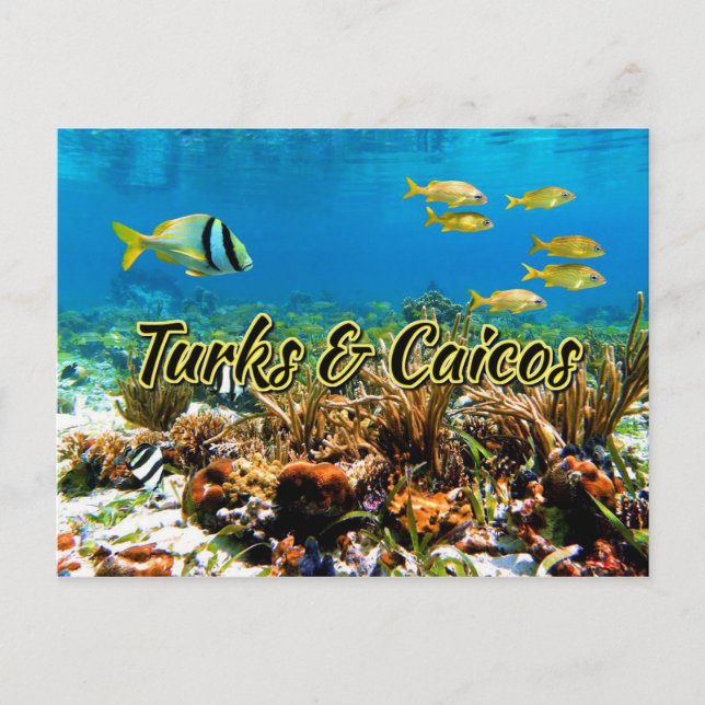 Turks & Caicos coral reef Postcard (Front)