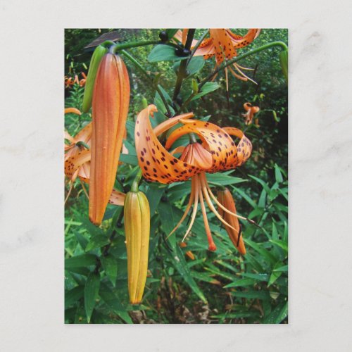 Turks Cap Lily Wildflower Postcard