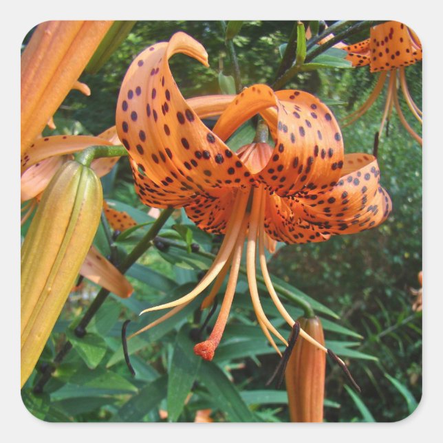 Turk's Cap Lily Wildflower Square Sticker (Front)