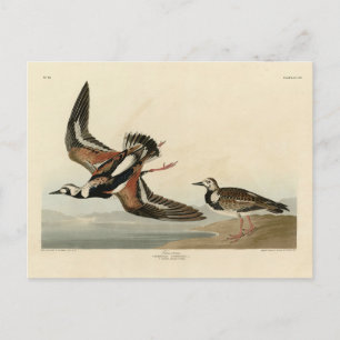 Turn-stone (Ruddy Turnstone) - Audubon's Birds Postcard
