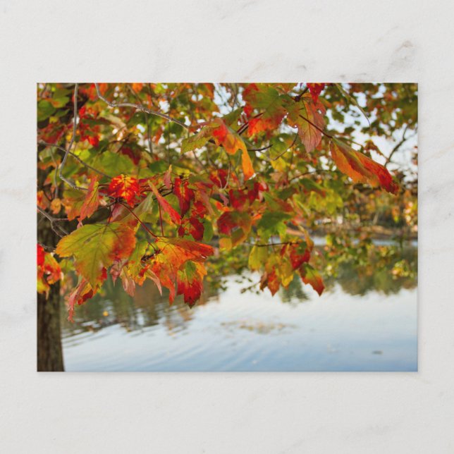 Turning Leaves Autumn Leaves Postcard (Front)