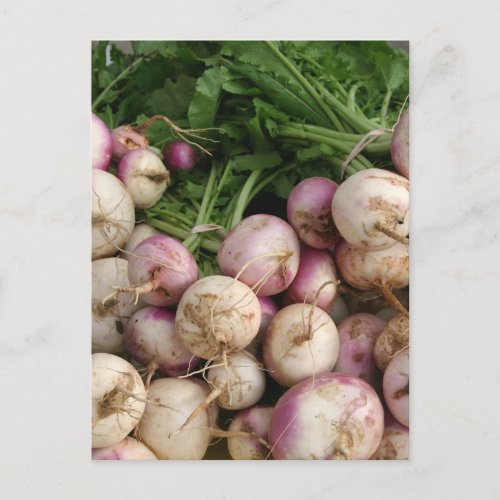 Turnips Postcard