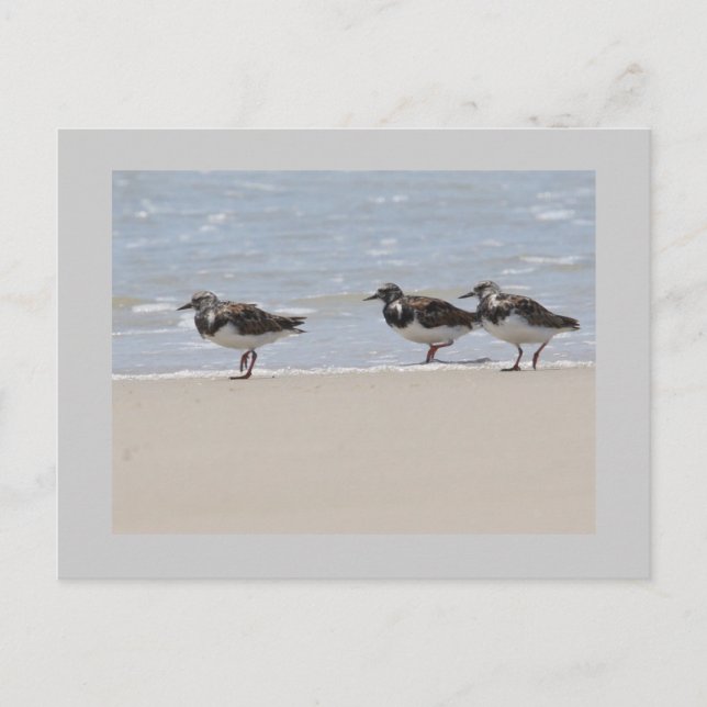 Turnstones Postcard (Front)