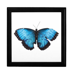 turquoise butterfly gift box