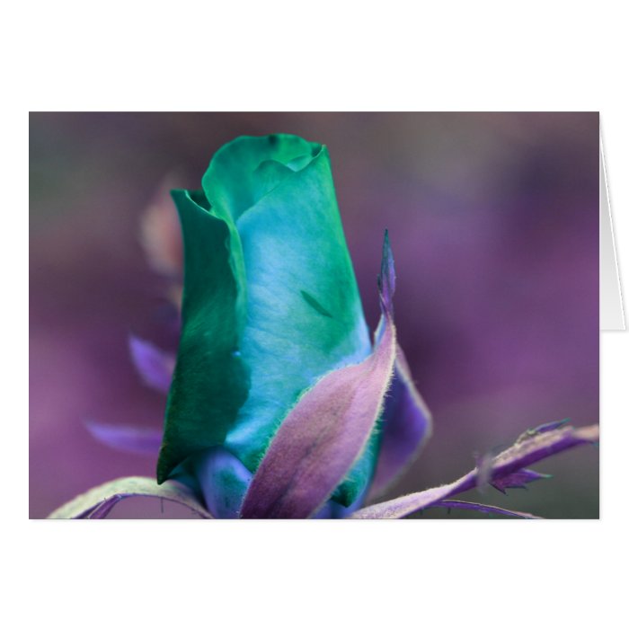 Turquoise Rosebud Flower Photography Card