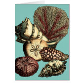 Turquoise Shell and Red Coral Collection (Front)