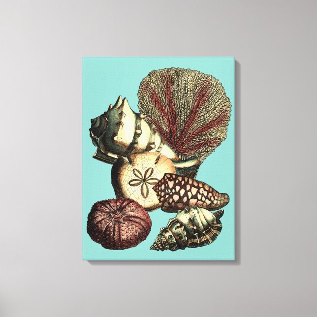 Turquoise Shell and Red Coral Collection Canvas Print (Front)