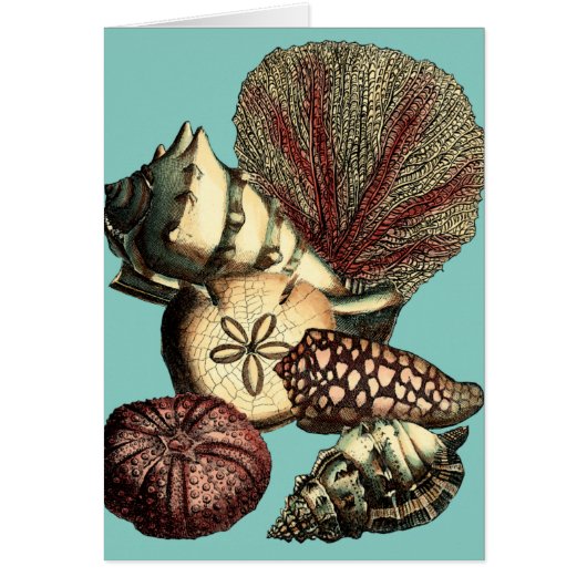 Turquoise Shell and Red Coral Collection Cards (Front)