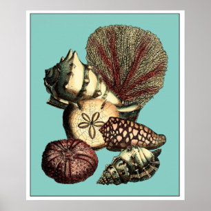 Turquoise Shell and Red Coral Collection Poster