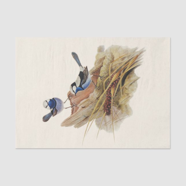 Turquoisine Superb Warbler, Decoupage Tissue Paper (Front)