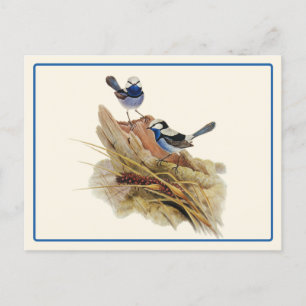 Turquoisine Superb Warbler Postcard