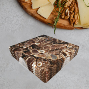Turritella Agate Fossils Image Coaster Set