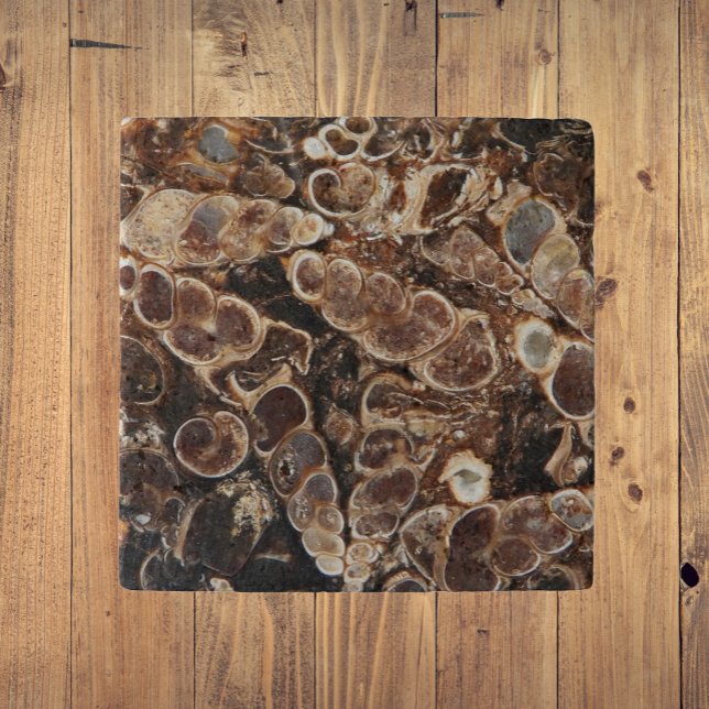 Turritella Agate Fossils Image Trivet (In Situ)