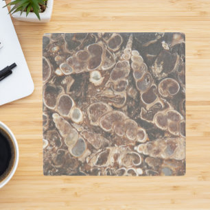 Turritella Agate Fossils Stone Coaster