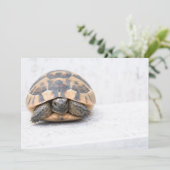 Turtle (Standing Front)