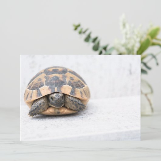 Turtle (Standing Front)