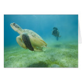 Turtle (Front Horizontal)