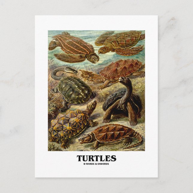 Turtle (7 Different Turtles Artforms Of Nature) Postcard (Front)