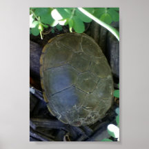 Turtle Among Greenery