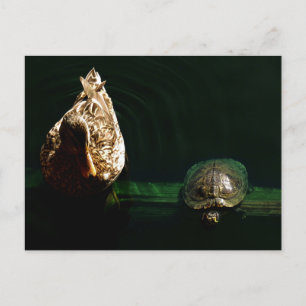 Turtle and Duck Art Photograph Postcard
