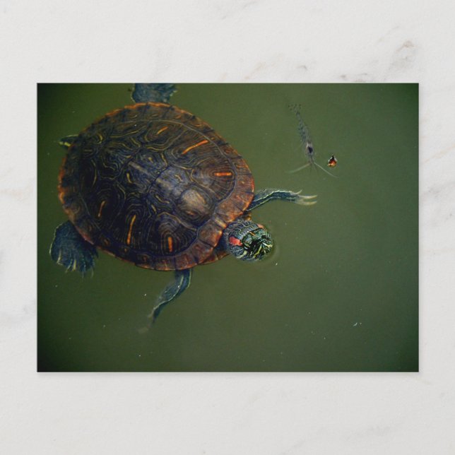 Turtle and Shrimp Lunch Buddies Postcard (Front)