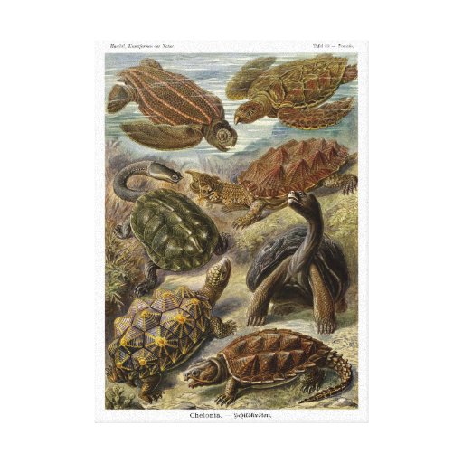 Turtle and Tortoise by Ernst Haeckel Canvas Print