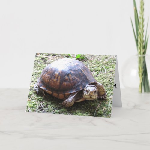 Turtle _ Belated Birthday Card