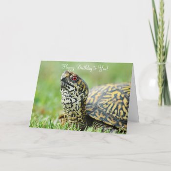 Turtle Birthday Card by camcguire at Zazzle