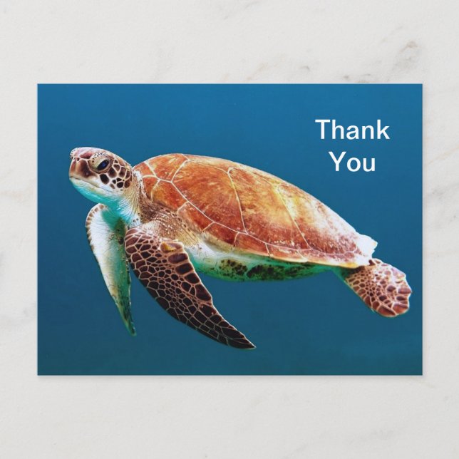 Turtle Blue Water Sea Photo Thank You Postcard (Front)