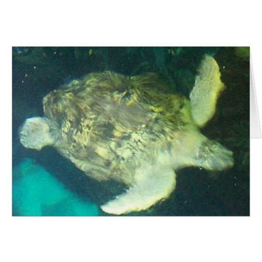 Turtle Card