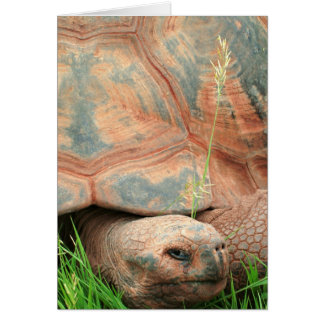 Turtle Cards