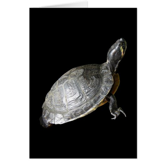Turtle Cards (Front)