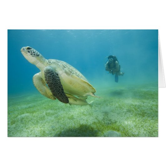Turtle Cards (Front Horizontal)