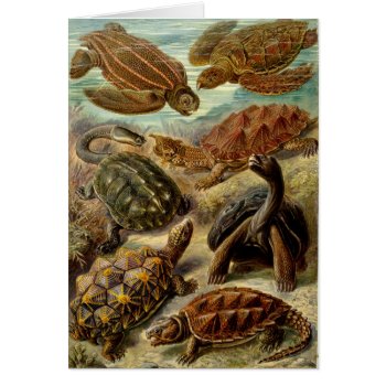 Turtle (chelonia) By Haeckel by vintage_gift_shop at Zazzle