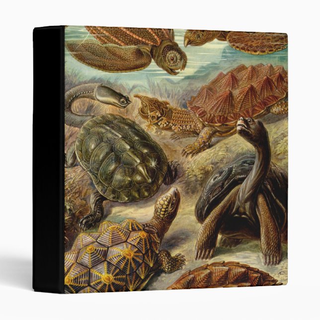 Turtle (Chelonia) by Haeckel 3 Ring Binder (Front/Spine)