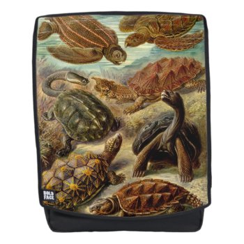 Turtle (chelonia) By Haeckel Backpack by vintage_gift_shop at Zazzle