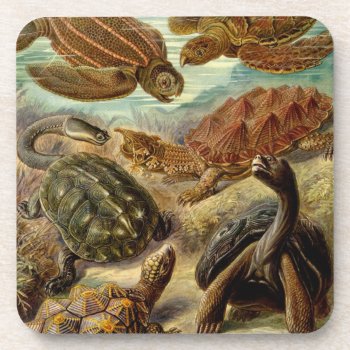 Turtle (chelonia) By Haeckel Beverage Coaster by vintage_gift_shop at Zazzle