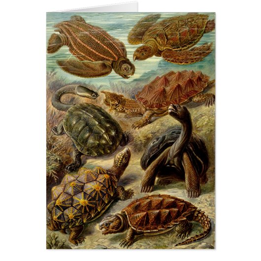 Turtle (Chelonia) by Haeckel Cards (Front)