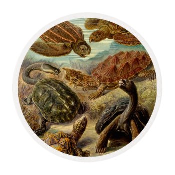 Turtle (chelonia) By Haeckel Edible Frosting Rounds by vintage_gift_shop at Zazzle