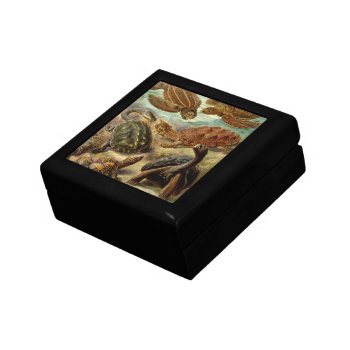 Turtle (chelonia) By Haeckel Keepsake Box by vintage_gift_shop at Zazzle
