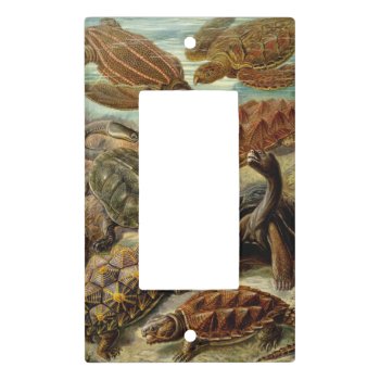 Turtle (chelonia) By Haeckel Light Switch Cover by vintage_gift_shop at Zazzle