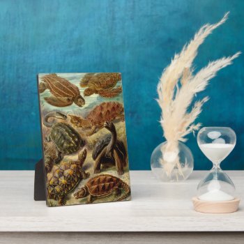 Turtle (chelonia) By Haeckel Plaque by vintage_gift_shop at Zazzle