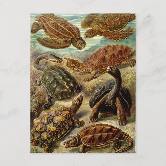 Turtle (Chelonia) by Haeckel Postcard (Front)