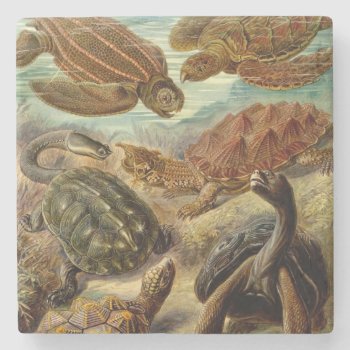 Turtle (chelonia) By Haeckel Stone Coaster by vintage_gift_shop at Zazzle