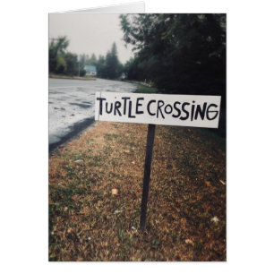 turtle crossing cards