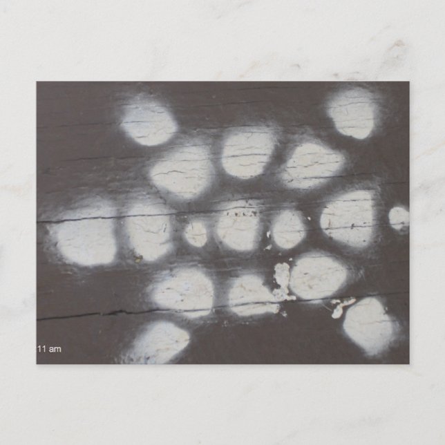 turtle crossing postcard (Front)